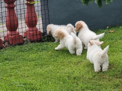 Cavachon puppies in Limerick