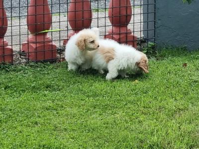Cavachon puppies in Limerick