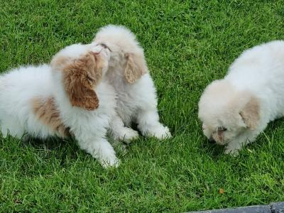 Cavachon puppies in Limerick