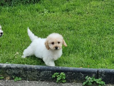 Cavachon puppies in Limerick