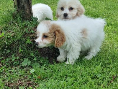 Cavachon puppies in Limerick