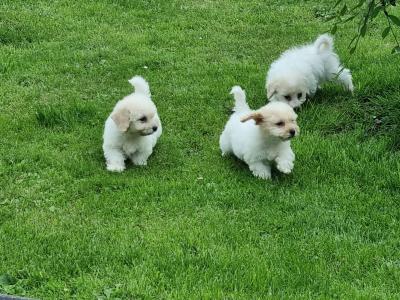 Cavachon puppies in Limerick