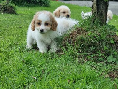 Cavachon puppies in Limerick