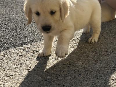3 x Adorable Male purebred Golden Retriever puppies in Kildare