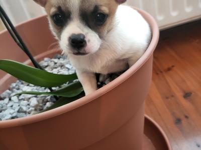 1 female tricolour Chihuahua  in Tipperary