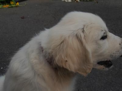 IKC Registered male Golden Retriever puppy in Tipperary