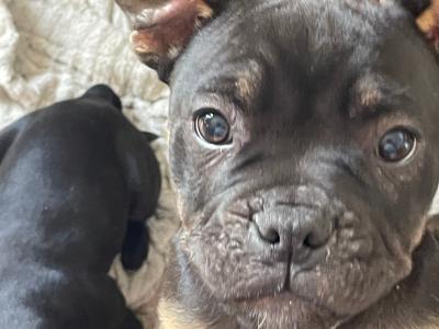 Introducing Opal, Dia, Thor and Rusty the French Bulldog X puppies