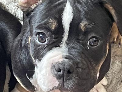 Introducing Opal, Dia, Thor and Rusty the French Bulldog X puppies