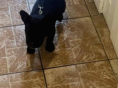 Introducing Opal, Dia, Thor and Rusty the French Bulldog X puppies