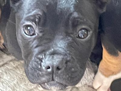 Introducing Opal, Dia, Thor and Rusty the French Bulldog X puppies