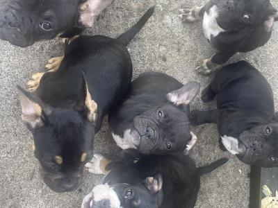 Introducing Opal, Dia, Thor and Rusty the French Bulldog X puppies