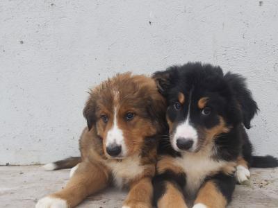 Bernese Mountain Dog x Rough Collie puppies in Limerick