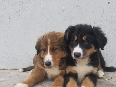 Bernese Mountain Dog x Rough Collie puppies in Limerick