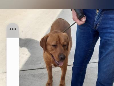 IKC Registered male Labrador puppy 14 months old for sale in Cavan