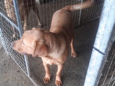 IKC Registered male Labrador puppy 14 months old for sale in Cavan