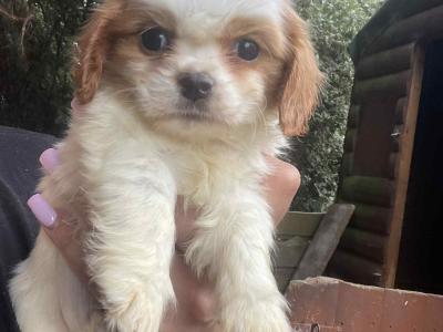 Beautiful Cavachon puppies in Meath