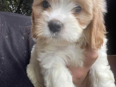 Beautiful Cavachon puppies in Meath