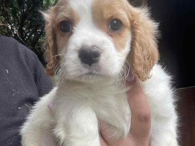 Beautiful Cavachon puppies in Meath