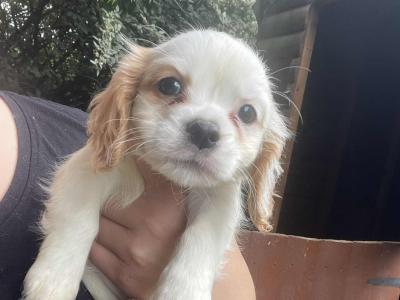 Beautiful Cavachon puppies in Meath