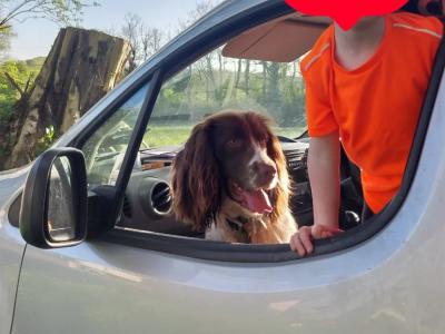 Male Springer Spaniel dog in Meath