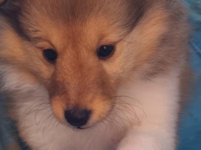 Shetland Sheepdog puppies for sale in Louth