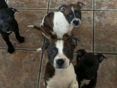 Staffordshire Bull Terrier puppies 1 female left
