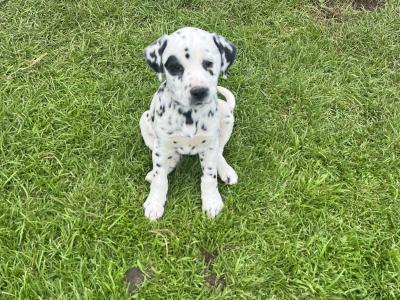 Gorgeous Dalmatian puppies in Meath