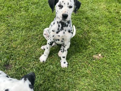 Gorgeous Dalmatian puppies in Meath
