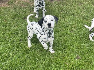 Gorgeous Dalmatian puppies in Meath