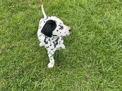 Gorgeous Dalmatian puppies in Meath