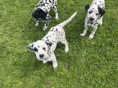 Gorgeous Dalmatian puppies in Meath