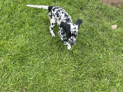 Gorgeous Dalmatian puppies in Meath