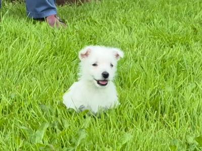 West Highland Terrier puppies in Monaghan