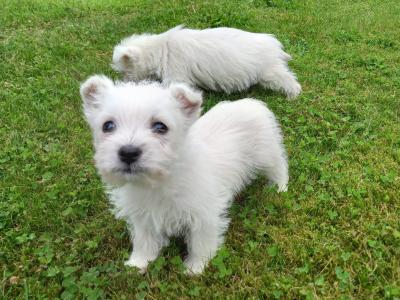 West Highland Terrier puppies in Monaghan