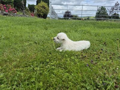 West Highland Terrier puppies in Monaghan