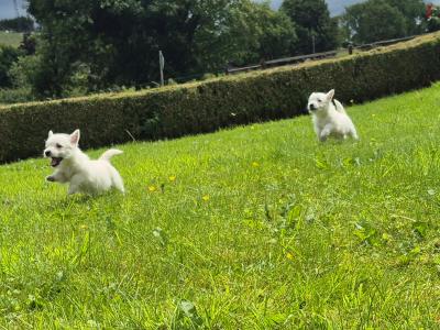 West Highland Terrier puppies in Monaghan