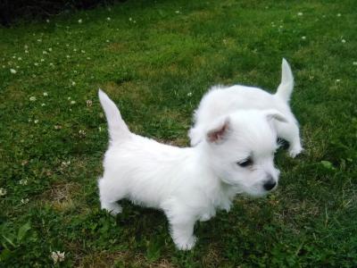 West Highland Terrier puppies in Monaghan