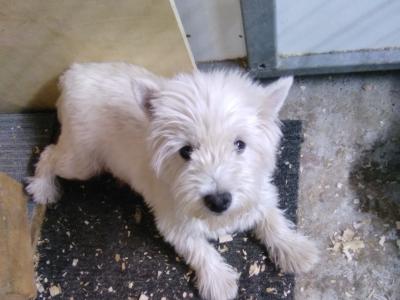 West Highland Terrier puppies in Monaghan