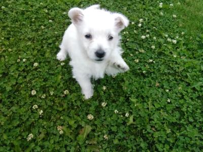 West Highland Terrier puppies in Monaghan