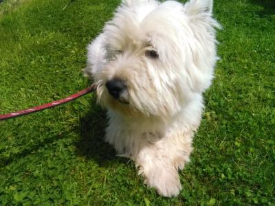 West Highland Terrier puppies in Monaghan