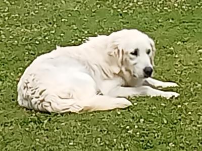 Beautiful, playful IKC registered(pending) Golden Retriever puppies in Cork
