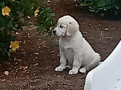 Beautiful, playful IKC registered(pending) Golden Retriever puppies in Cork