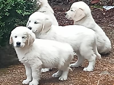 Beautiful, playful IKC registered(pending) Golden Retriever puppies in Cork