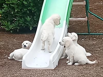 Beautiful, playful IKC registered(pending) Golden Retriever puppies in Cork