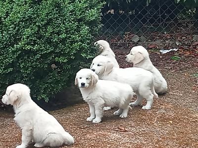 Beautiful, playful IKC registered(pending) Golden Retriever puppies in Cork