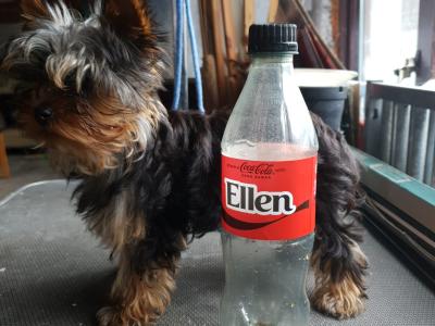 Female Yorkshire Terrier puppy in Limerick