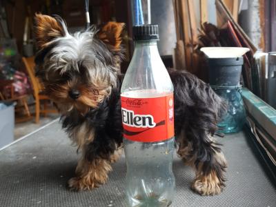 Female Yorkshire Terrier puppy in Limerick