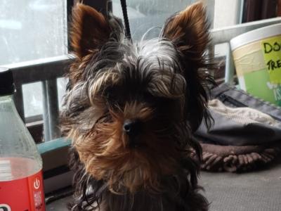 Female Yorkshire Terrier puppy in Limerick