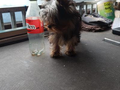 Female Yorkshire Terrier puppy in Limerick