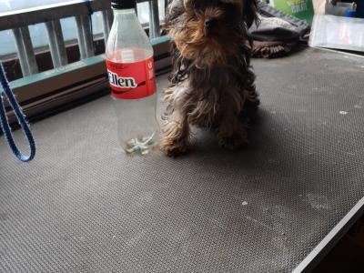 Female Yorkshire Terrier puppy in Limerick